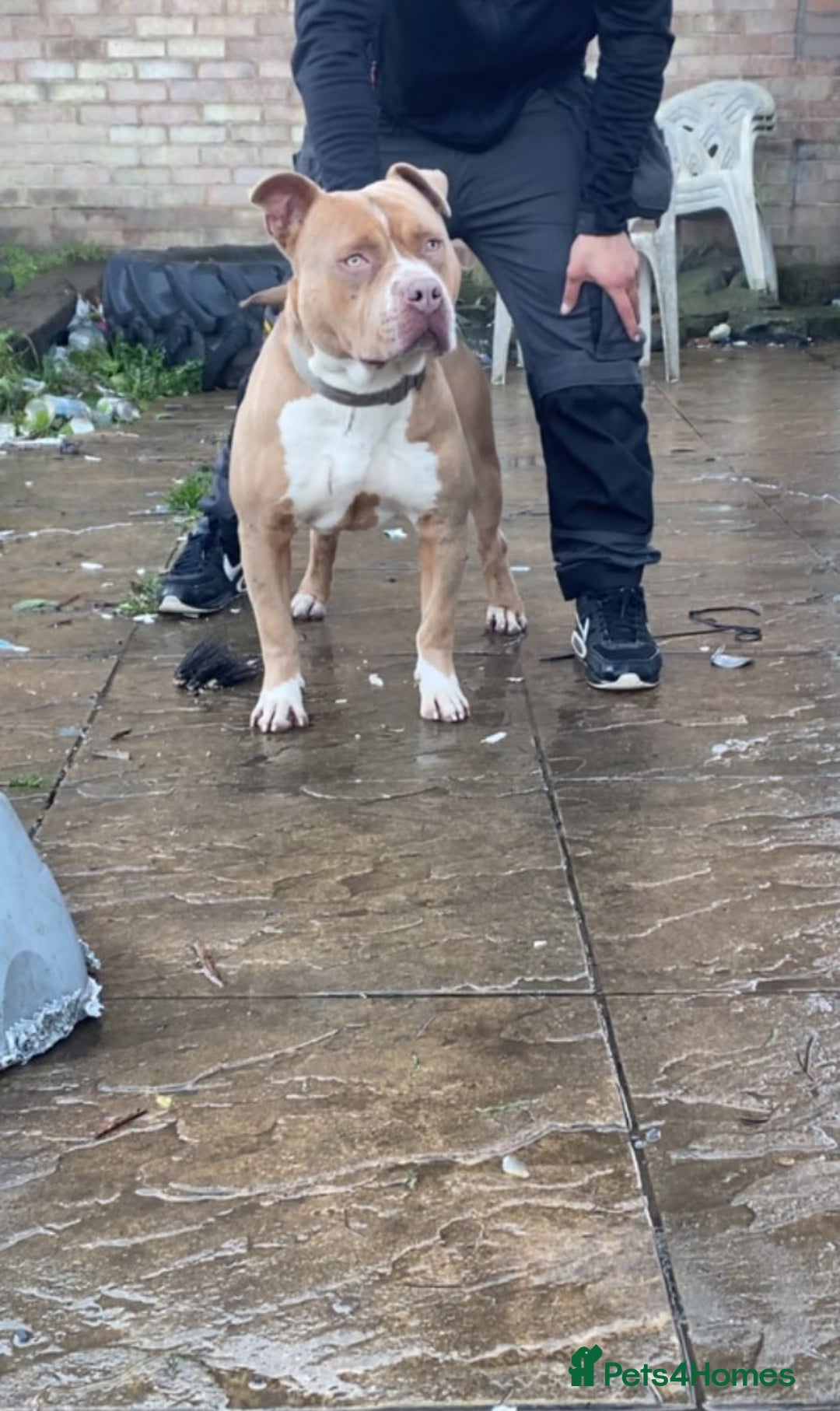 American Bully dogs for sale: Free to a good home - Advert 2