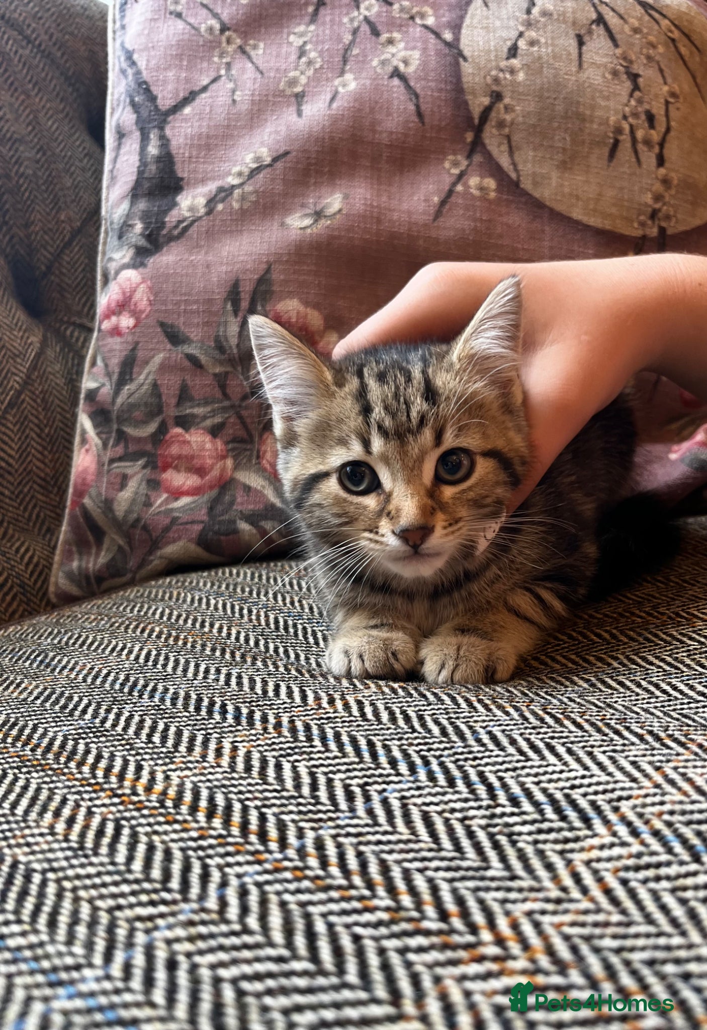 Mixed Breed cats for sale: Beautiful Tabby kittens for sale  - Advert 8