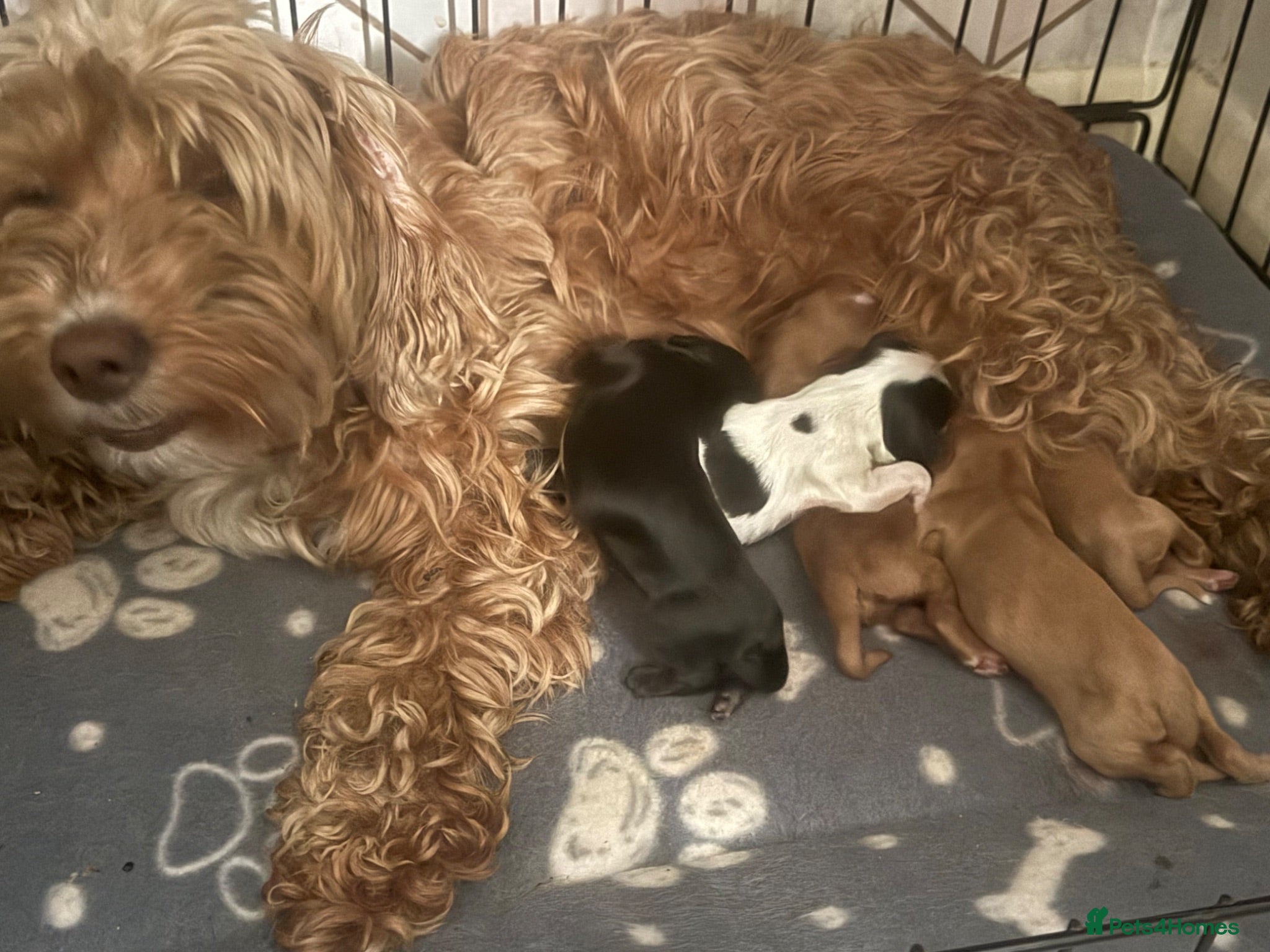 Mixed Breed dogs Sproodle puppies  - Advert 3