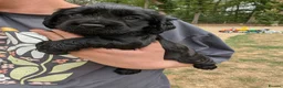 Cocker Spaniel dogs for sale: Gamekeeper bred working cockers - Advert 6