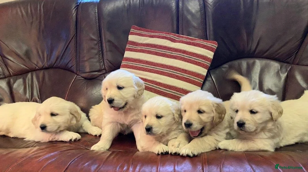 Golden Retriever dogs for sale: Full Golden retriever puppies - Advert 1