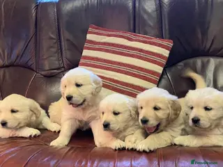 Golden Retriever dogs Full Golden retriever puppies - Advert 3