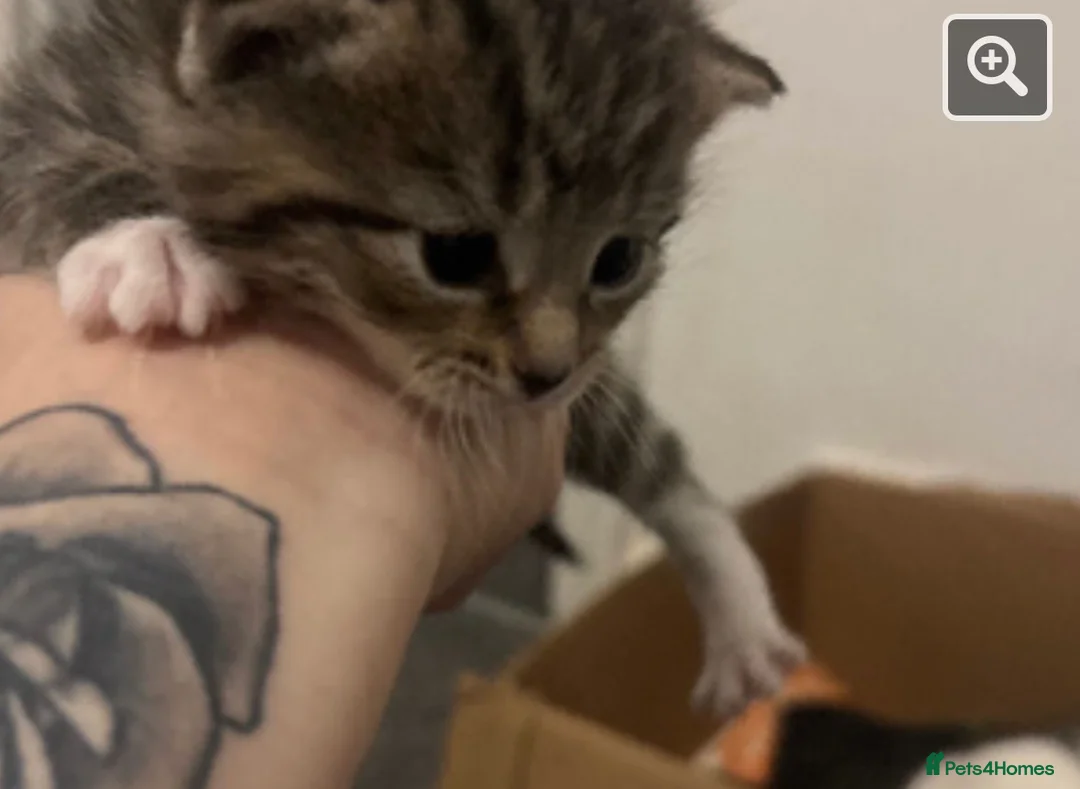 Mixed Breed cats for sale: Kittens for sale - Advert 2