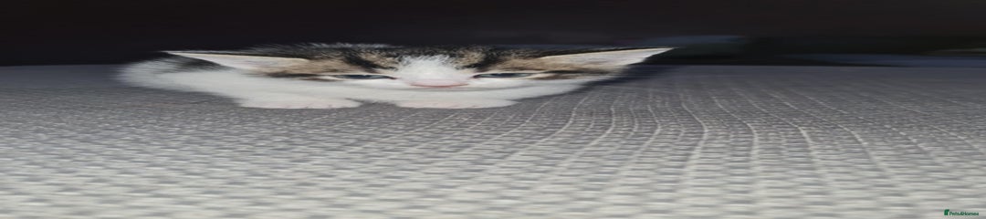 Mixed Breed Kitten 4