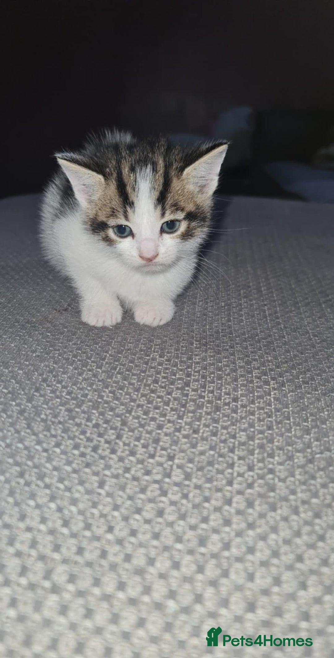 Mixed Breed cats for sale: 4 kittens looking for forever homes - Advert 4