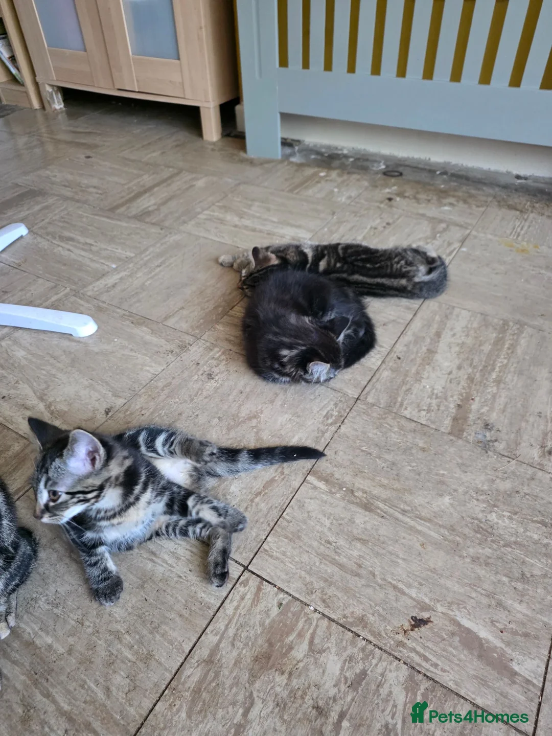 Mixed Breed cats for sale: 14 weeks old 1 boy 1 girl in Ibstock - Advert 6