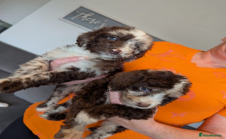 Cockapoo dogs for sale - Advert 1