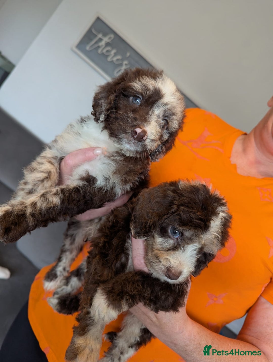Cockapoo dogs for sale: F1 Toy Cockapoos - Image 2
