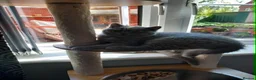 British Shorthair cats for sale: Grand Champion Sired British Shorthair Kittens - Advert 8