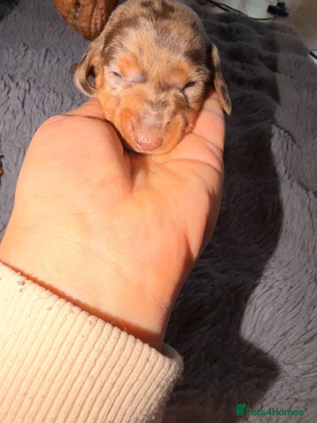 Miniature Dachshund dogs for sale: Miniature Dachshunds puppy's for sale.  - Advert 5