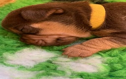 Jack Russell dogs for sale: Jack Russell Puppies  - Image 19