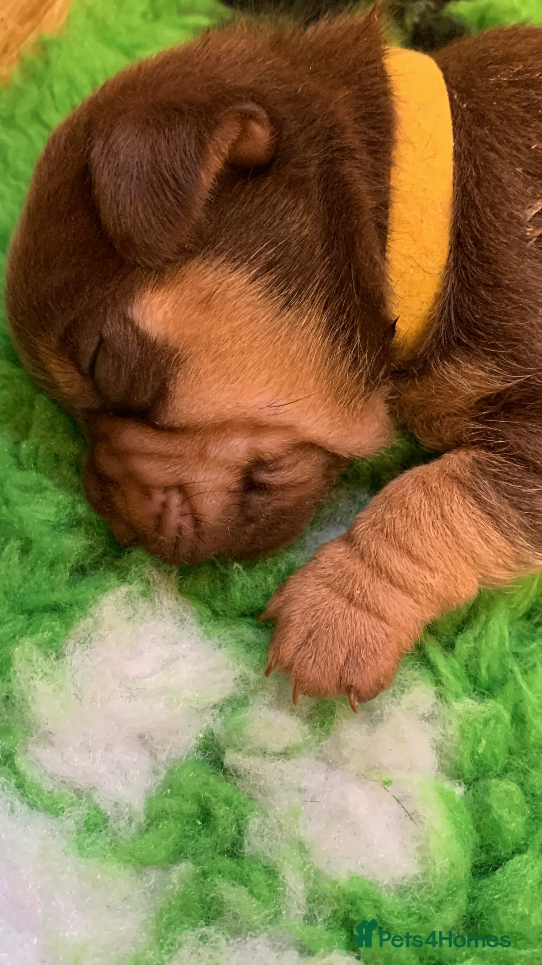 Jack Russell dogs for sale: Jack Russell Puppies  - Image 19