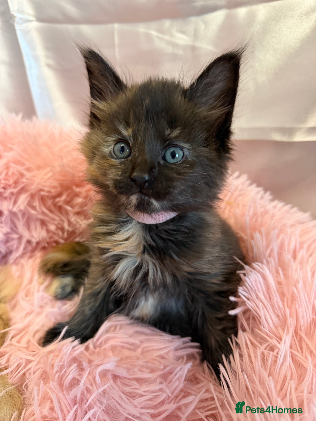 Maine Coon cats for sale: TICA REGISTERED MAINE COON KITTENS - Advert 22