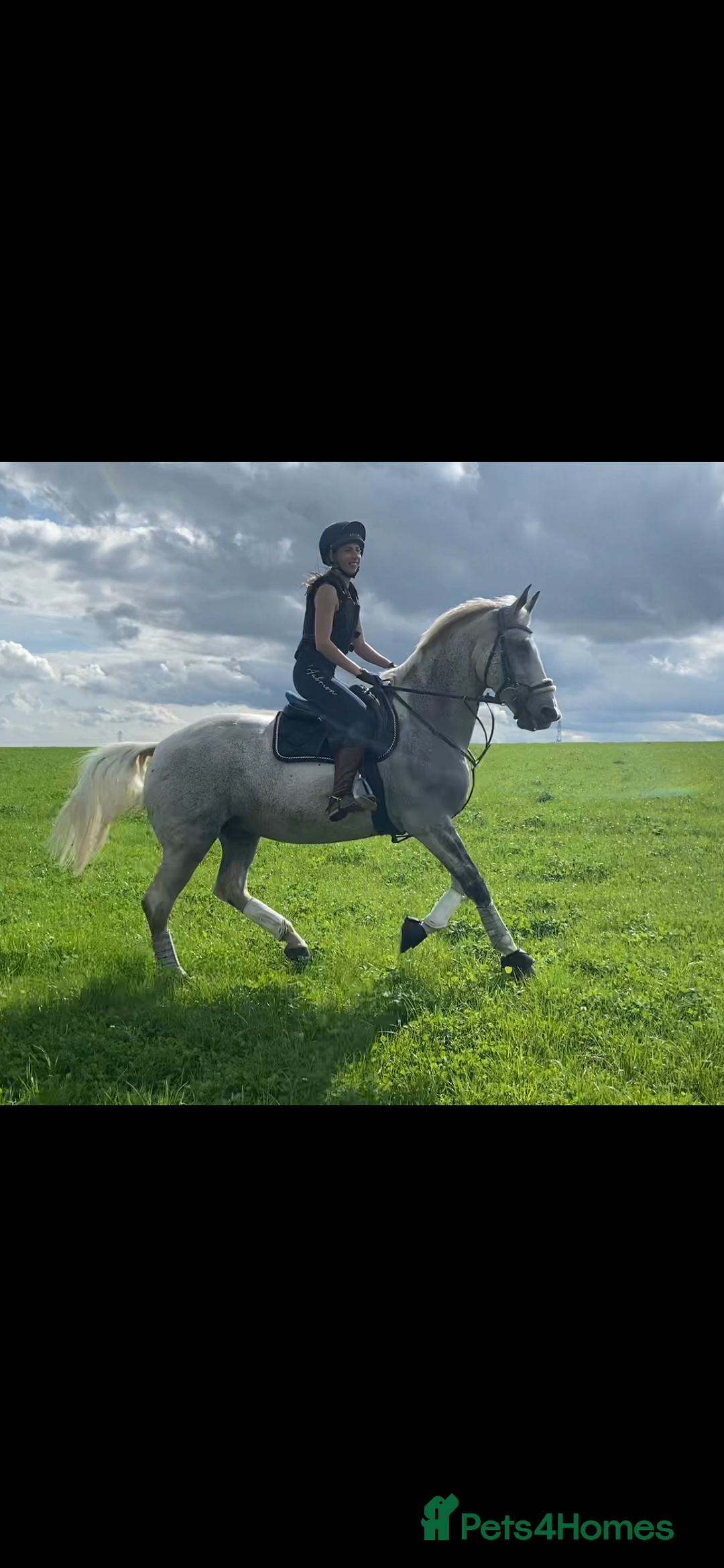 English Warmblood horses for sale: 16hh Schoolmistress  - Image 17