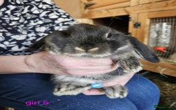 Mini Lop rabbits for sale: 8 mini lops forsale £50 each  - Image 2