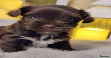 Yorkshire Terrier dogs - Advert 2