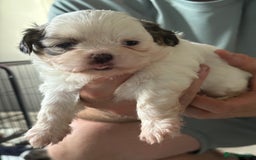 Shih Tzu dogs for sale: 4 Shih tzu girls  - Image 11