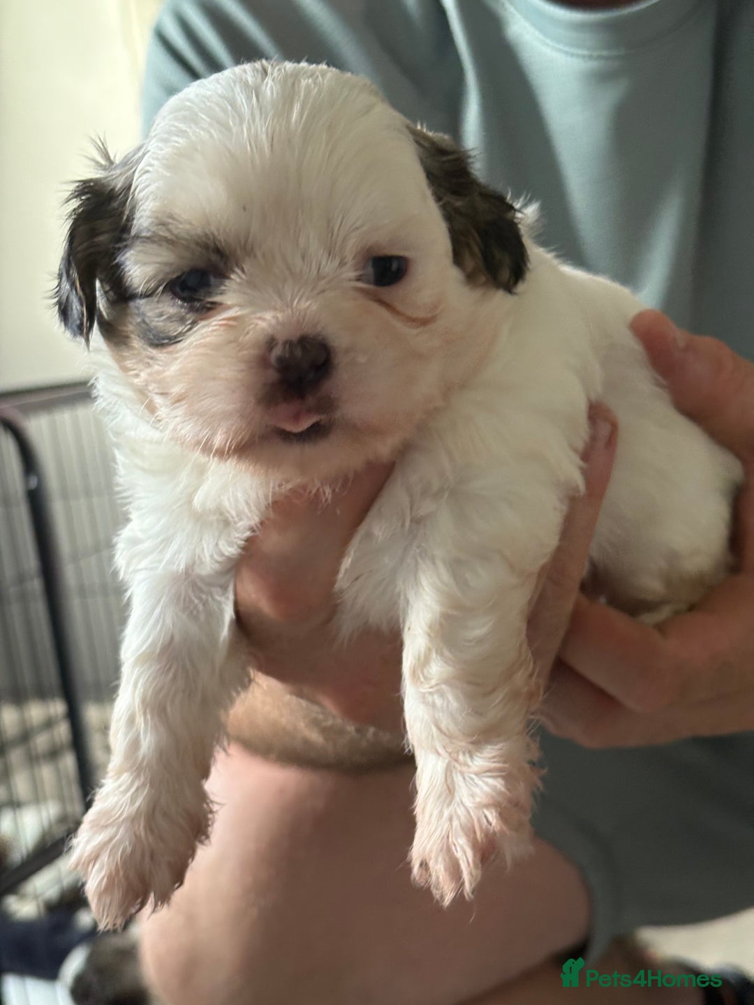 Shih Tzu dogs for sale: 4 Shih tzu girls  - Image 11