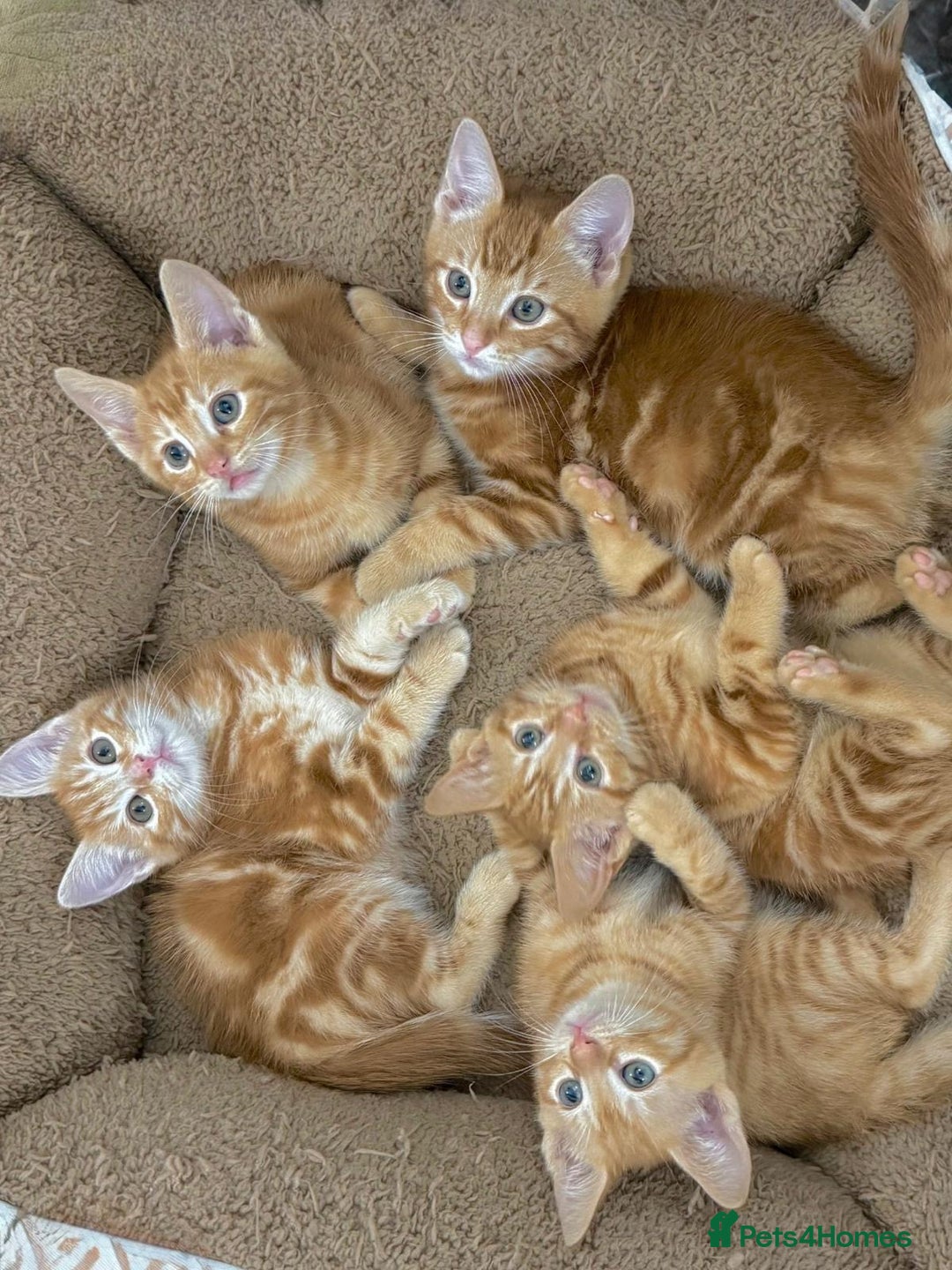 Mixed Breed cats for sale: LOVELY KITTENS  - Advert 10