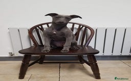 Whippet dogs for stud: BLUE PEDIGREE KC REGISTERED WHIPPET AT STUD in Salisbury - Image 16