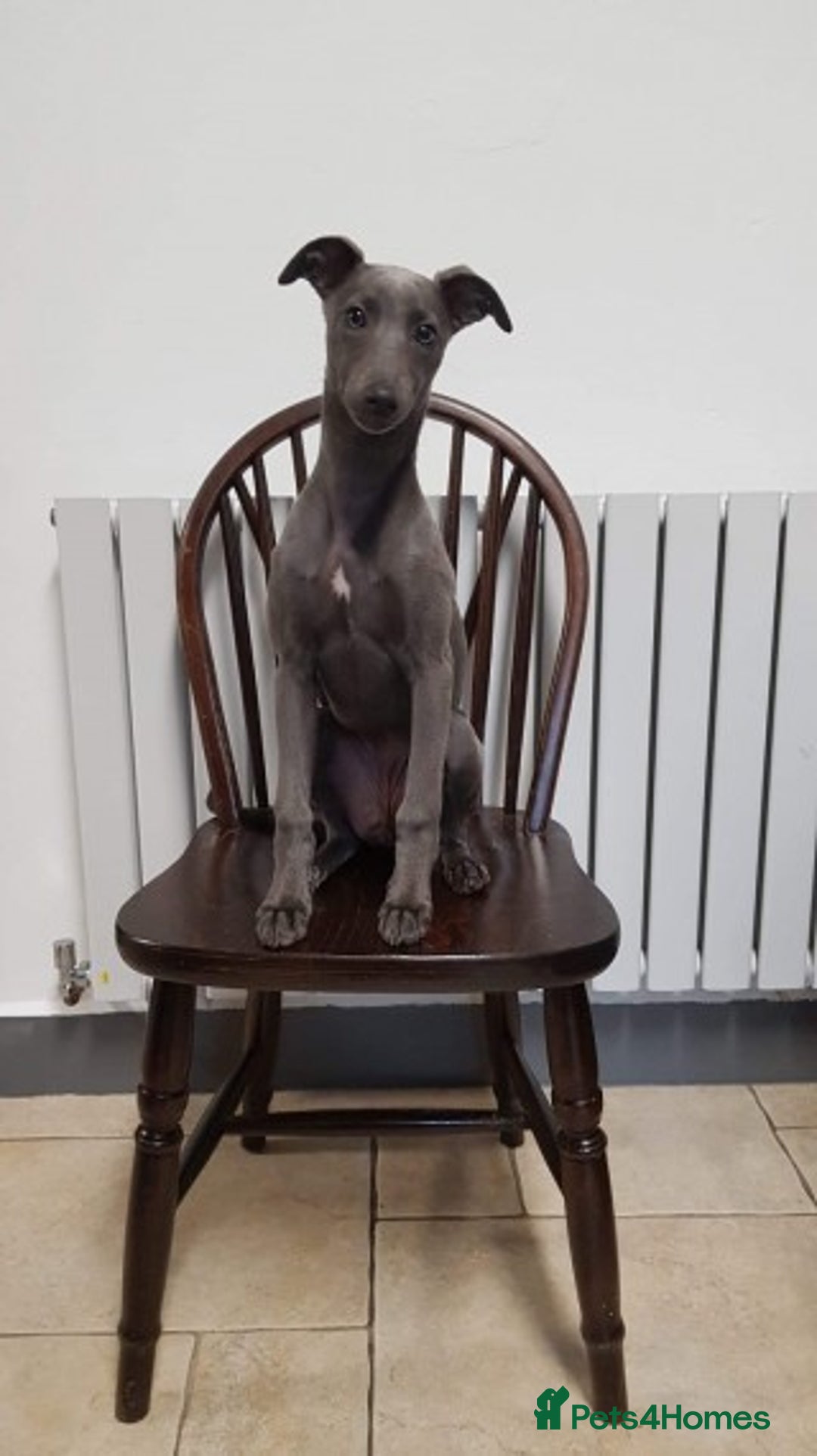 Whippet dogs for stud: BLUE PEDIGREE KC REGISTERED WHIPPET AT STUD in Salisbury - Image 16