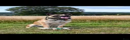 Belgian Shepherd Dog dogs for sale: Belgian Malinois puppies  in Hull - Advert 19