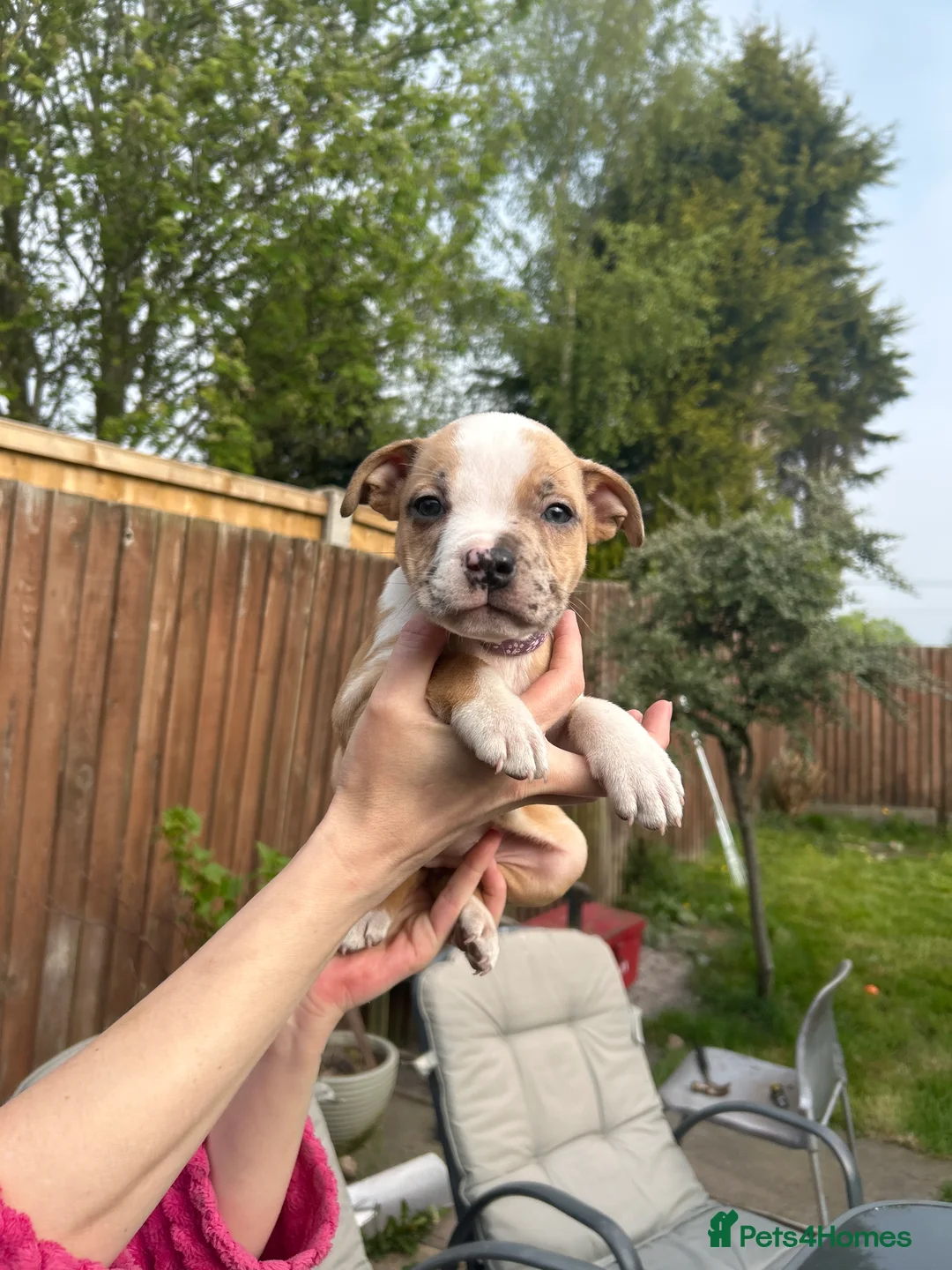 Mixed Breed dogs for sale: Staffy cross pocket bully puppies - Advert 2