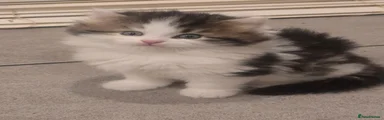 Siberian 2