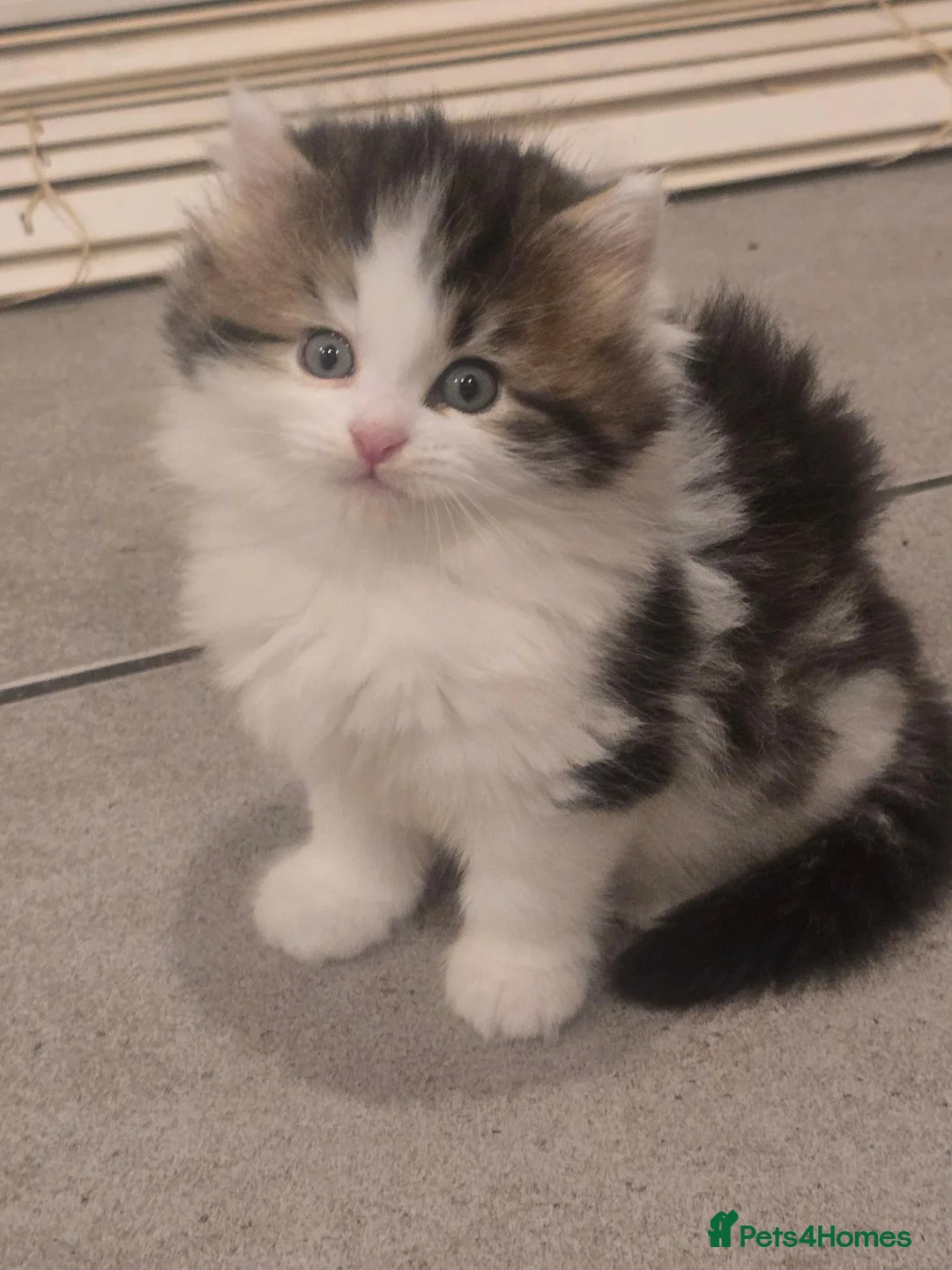Siberian cats for sale: 3 Siberian x kittens for sale in Bracknell - Advert 2