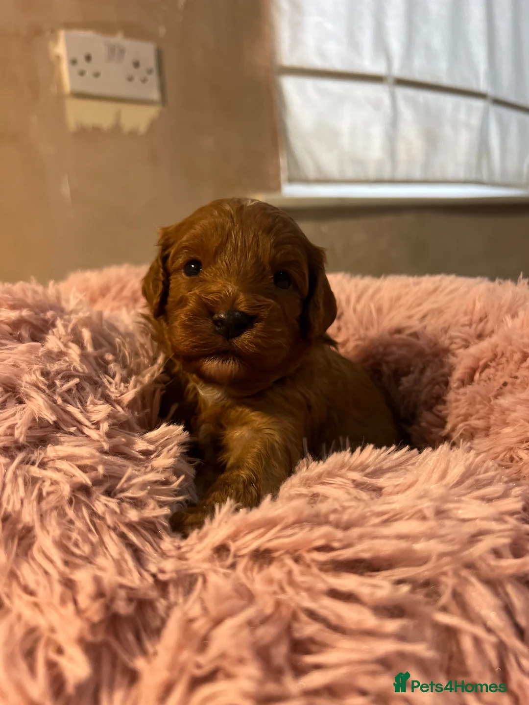Mixed Breed dogs for sale: 3 Cockalierpoo puppies  in Whitchurch - Advert 2