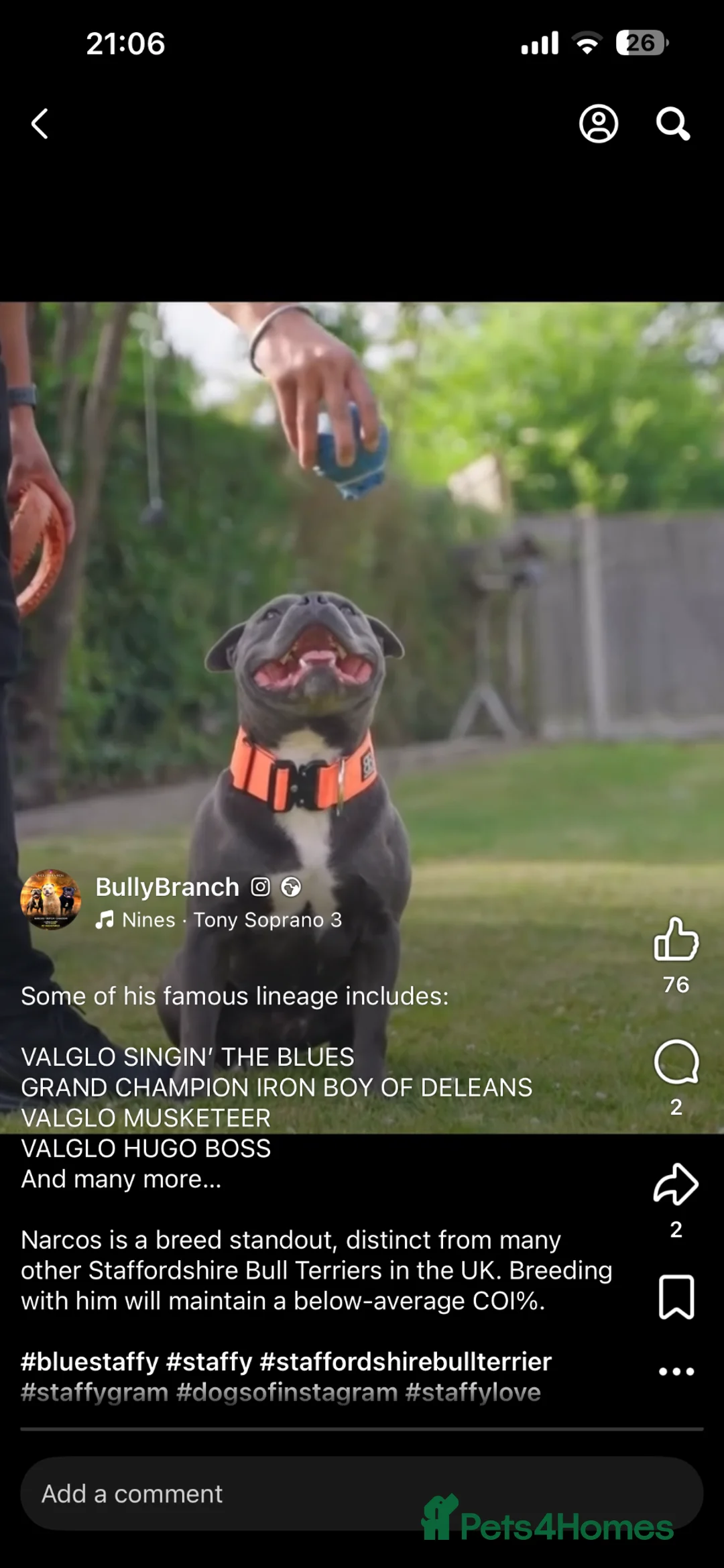 Staffordshire Bull Terrier dogs for sale: 5 beautiful staff puppies  - Advert 2