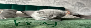 Scottish Fold Kitten 2