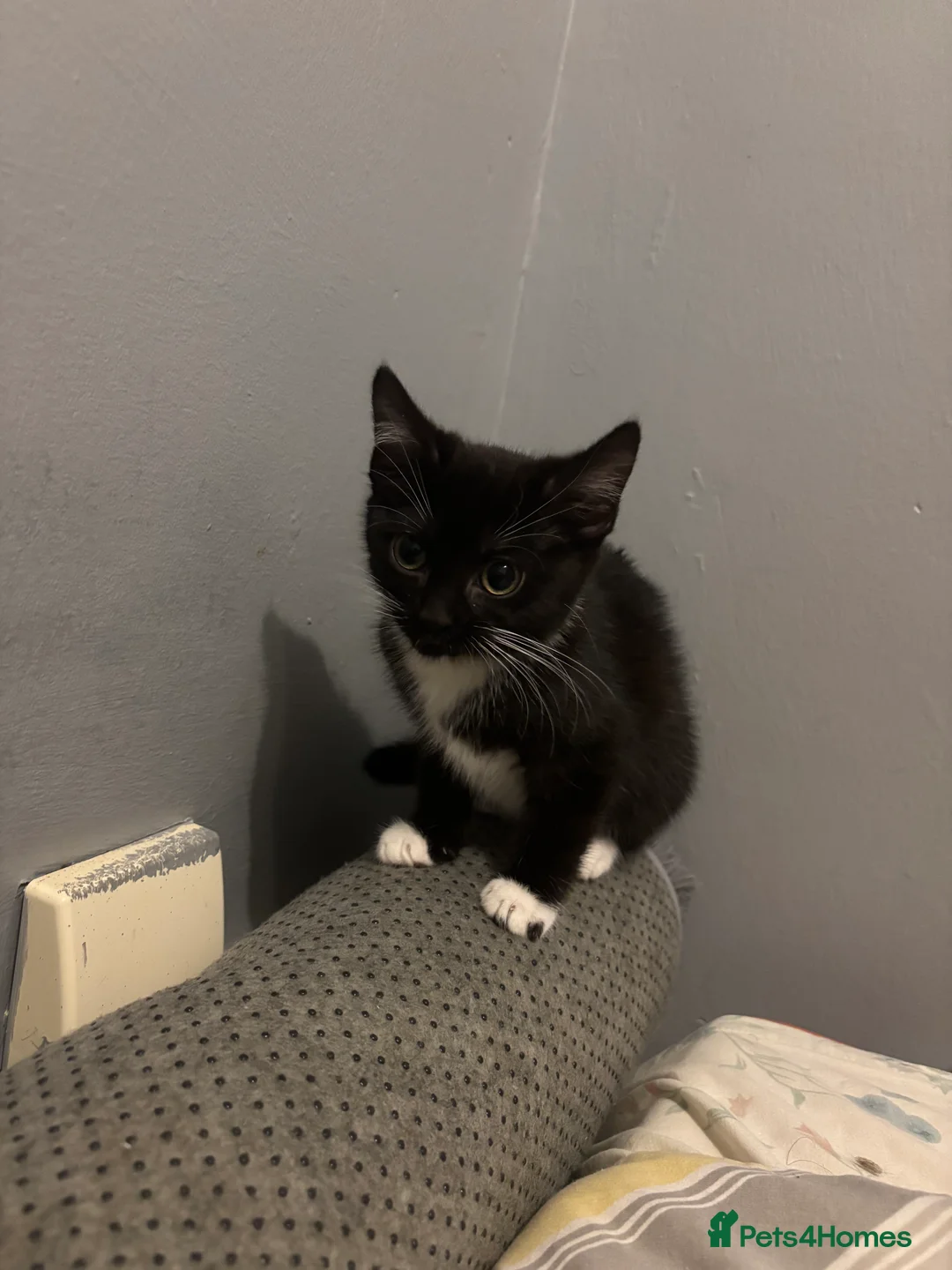 Mixed Breed cats for sale: Kitten For sale - Advert 2