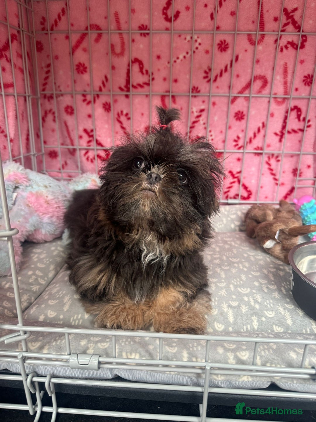 Shih Tzu dogs for sale: Blue and tan imperial Shihtzu girl for sale  - Advert 2