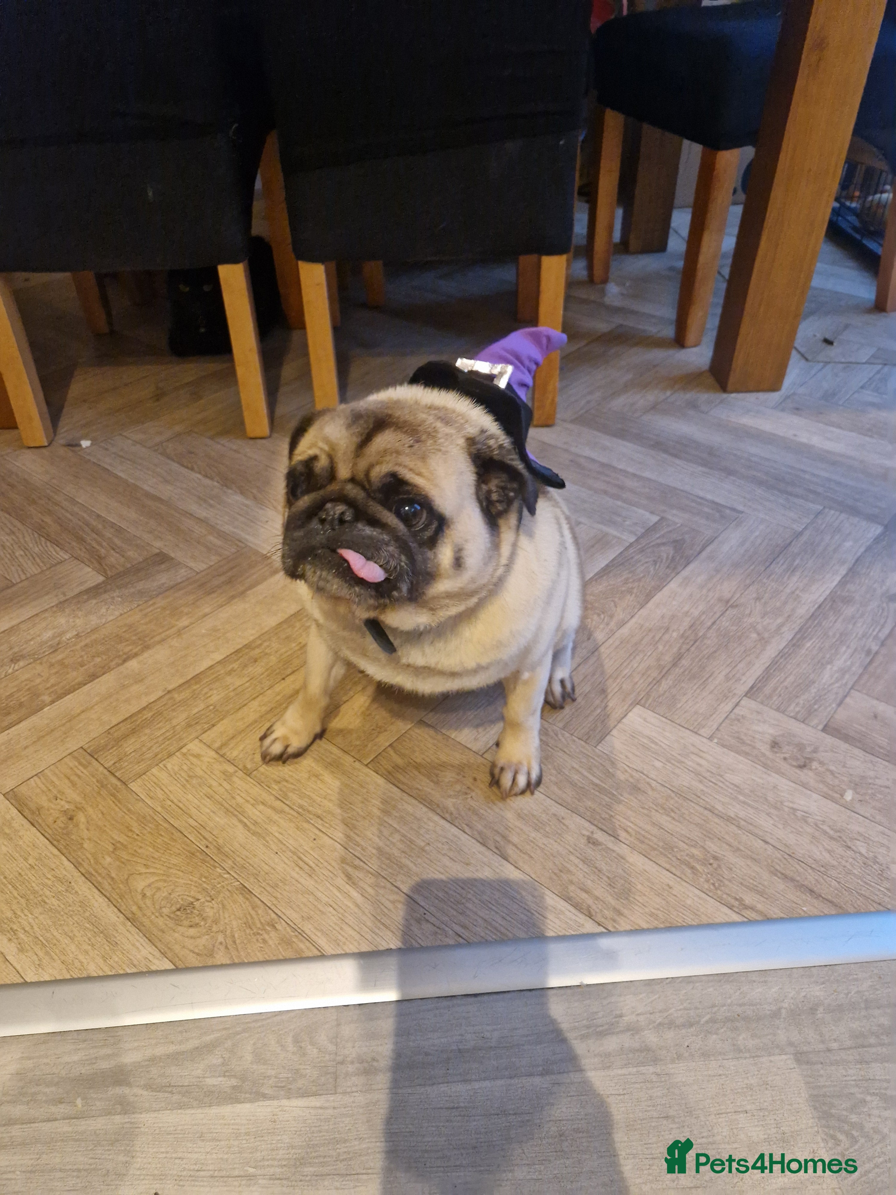 Pug dogs Teddy the pug  - Advert 5