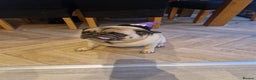 Pug dogs for sale: Teddy the pug  - Advert 1