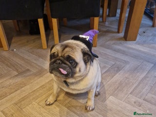 Pug dogs Teddy the pug - Advert 1