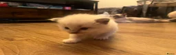 Ragdoll cats for sale: 3 kittens, 5 weeks old - Advert 12