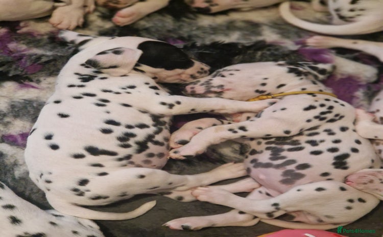 Dalmatian dogs in Ferndale - Advert 4