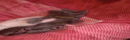 Mixed Breed cats for sale: 5 gorgeous playful male kittens,  in Llanybydder - Advert 10