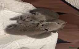 British Shorthair cats for sale: Bsh kittens  - Image 3
