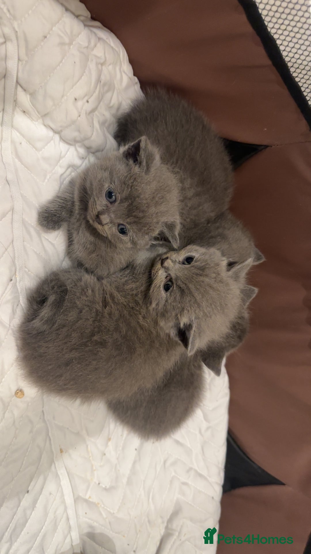 British Shorthair cats for sale: Bsh kittens  - Image 3