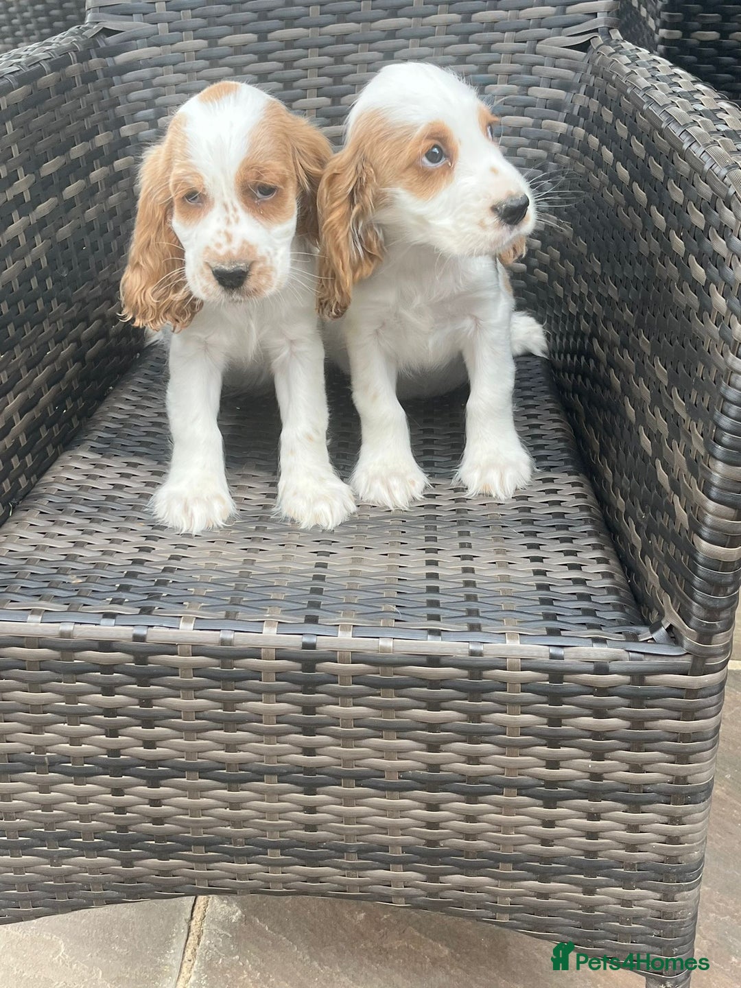 Cocker Spaniel dogs for sale: OUT STANDING  GORGEOUS SHOW TYPE COCKER SPANIEL  - Image 24