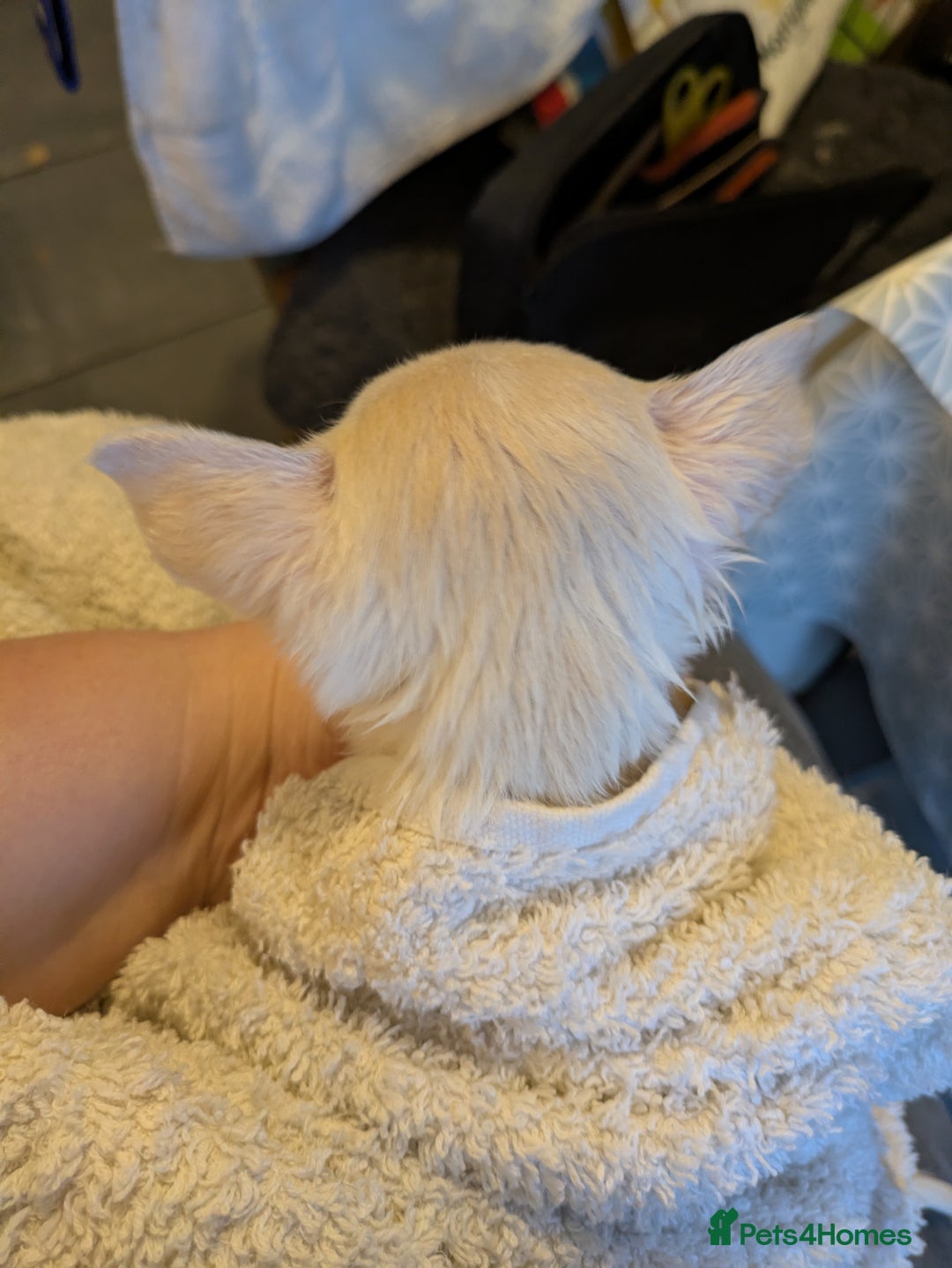 Chihuahua dogs for sale: Rare colour and tiny pedigree Chihuahuas  - Advert 35