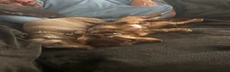 Miniature Dachshund dogs for sale: Mini Dachshund for sale  - Advert 7