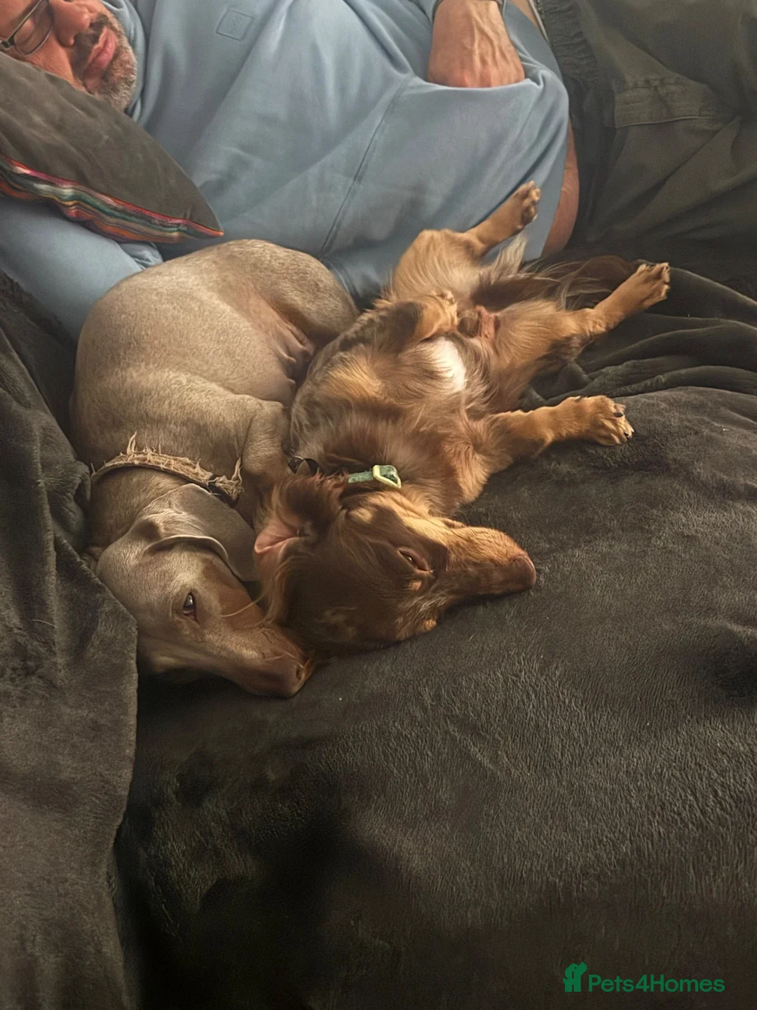 Miniature Dachshund dogs for sale: Mini Dachshund for sale  - Advert 7