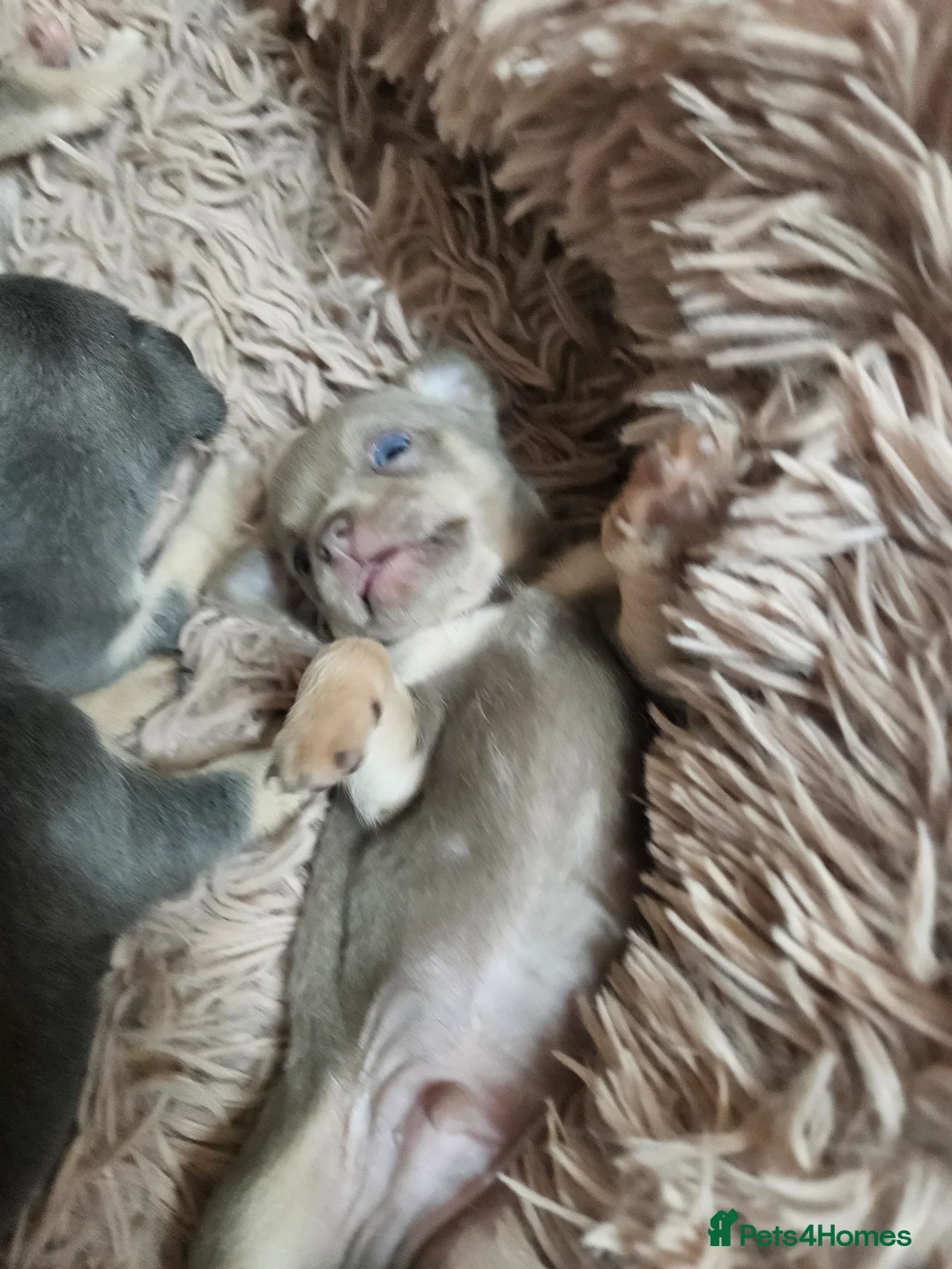 Chihuahua dogs for sale: Blue & tan and lilac & tan chihuahua puppies  - Advert 6