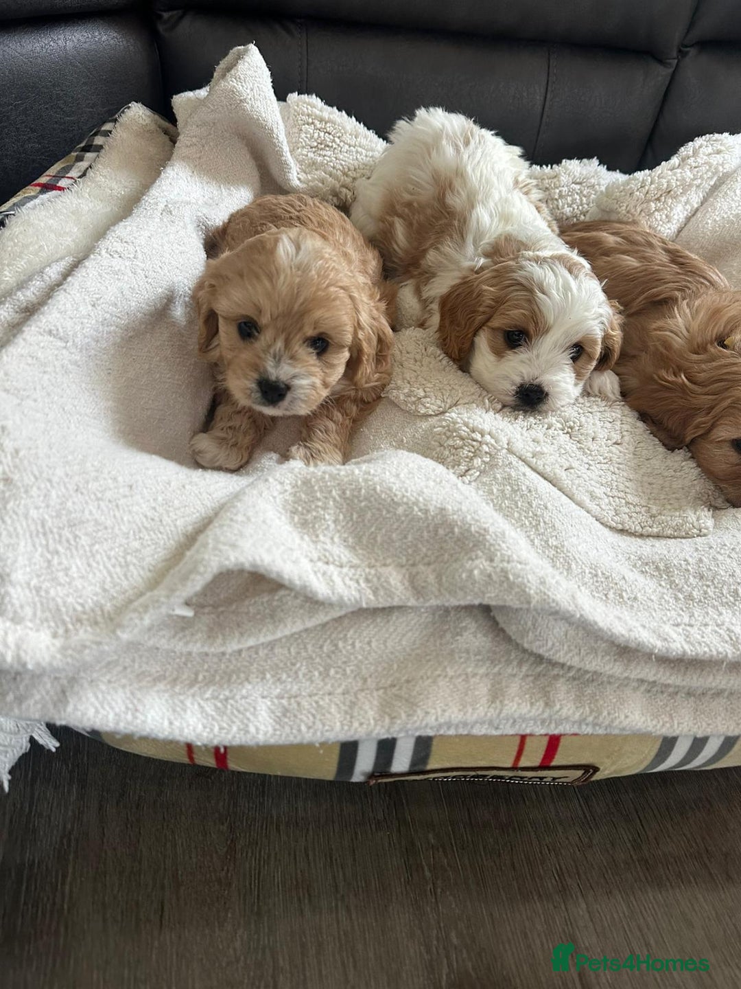 Cavapoo dogs for sale: Cavapoo puppies - Advert 12