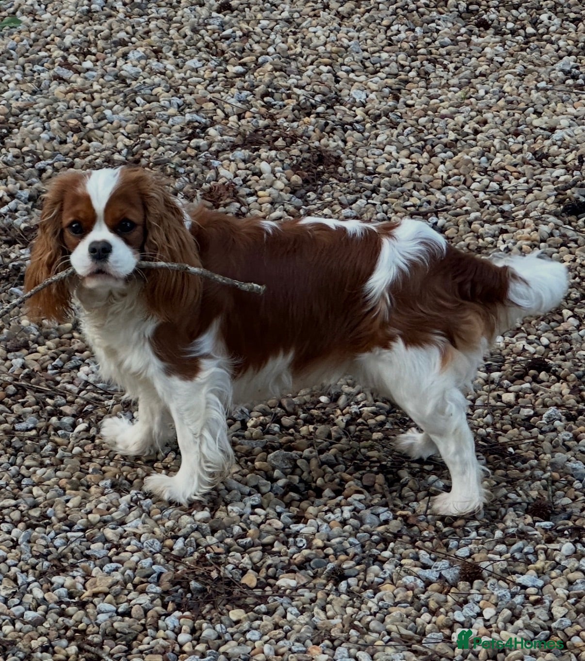 Cavalier King Charles Spaniel dogs Cavalier King Charles puppies  - Advert 1