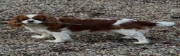 Cavalier King Charles Spaniel dogs for sale: Cavalier King Charles puppies  in West Byfleet - Advert 1